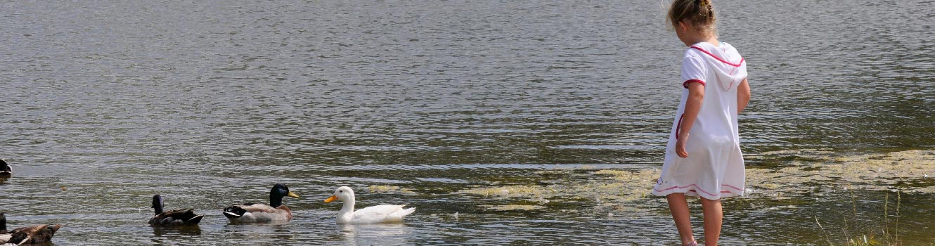 Ducks at Burr Pond