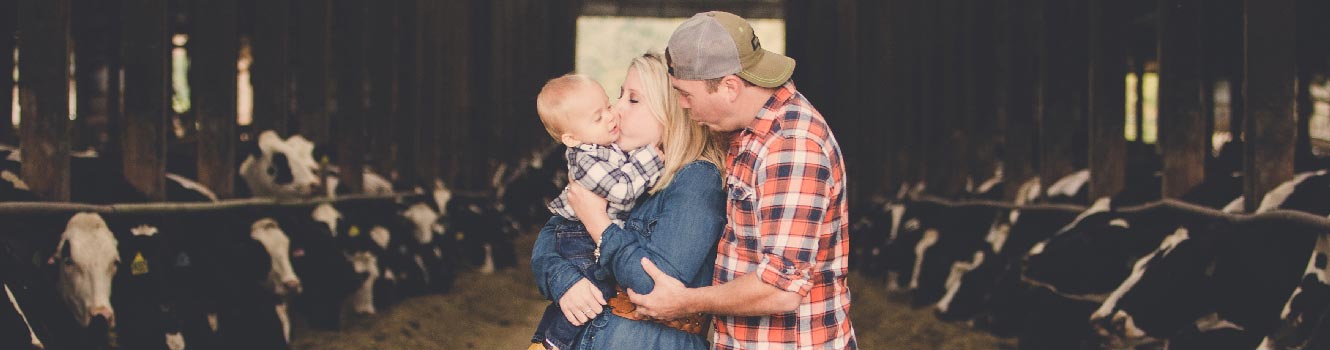 Cow barn kiss