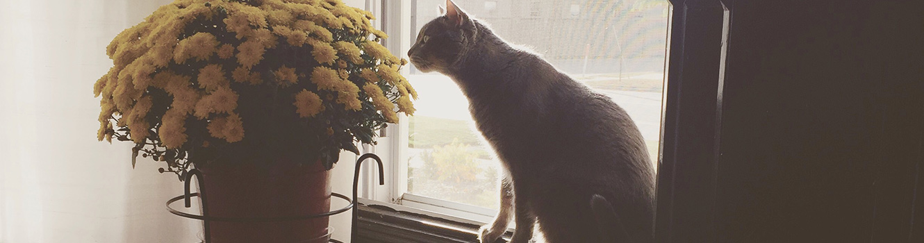 cat smelling mums