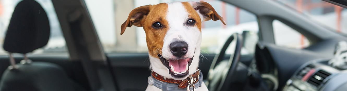 Dog in car