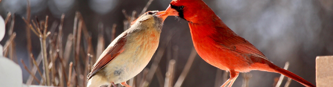 Cardinals together